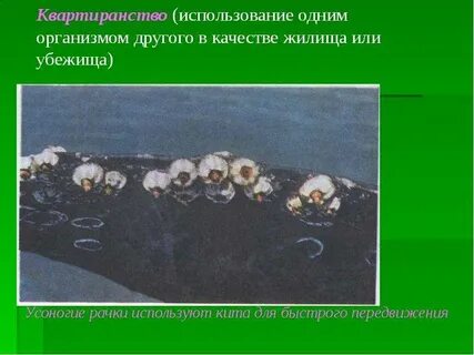 Организм использующий другой организм в качестве убежища