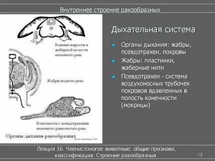 Органы дыхания ракообразных жабры