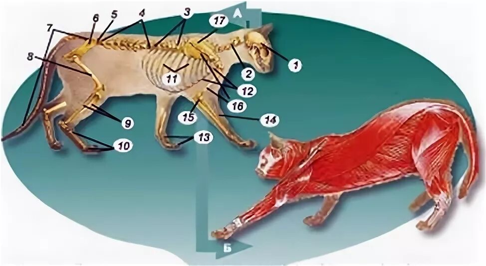 Характеристика опорно двигательной системы млекопитающих. Скелет млекопитающих. Из чего состоит опорно двигательная система млекопитающих. Опорно двигательная система входящие органы млекопитающих. Скелет млекопитающих таблица.