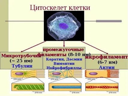 Цитоскелет в клетках животных состоит из белка