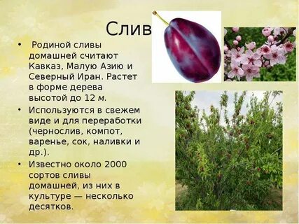 Слива свойства