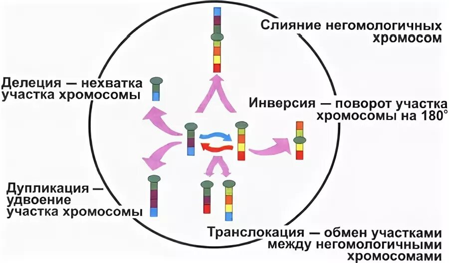 Поворот хромосомы на 180 градусов тип мутации. Делеция дупликация инверсия транслокация. основные типы хромосомных мутаций. хромосомные мутации делеция дупликация инверсия транслокация. делеции дупликации инверсии транслокации.