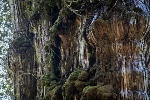 Living tree