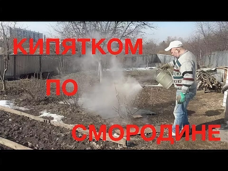 Когда можно облить смородину кипятком. Полив смородины кипятком. Обработка смородины кипятком. Обработка смородины кипятком ранней весной. Пролить кипятком кусты.