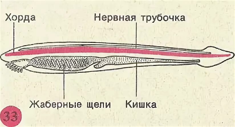 Хорда сохраняется на всю жизнь. Хорда сохраняется на всю жизнь