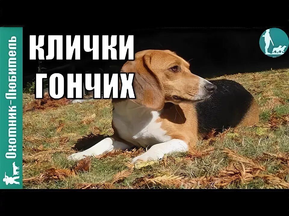 Как назвать гончего