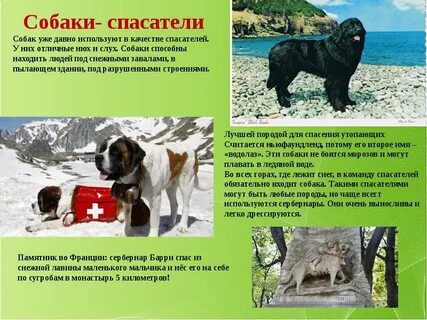 Собаки используют
