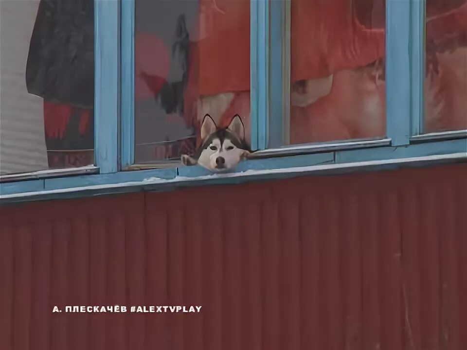 Собака на балконе теплый стан. Балкон для собаки. окно для собаки на балконе. собака на балконе прикол. доп балкон для собаки.
