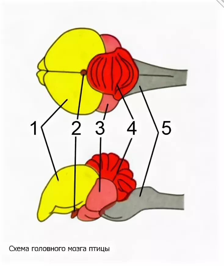 Отделы головного мозга у птиц схема. Схема строения головного мозга птицы. Головной мозг птиц без подписей. Изображение головного мозга птиц. Какие отделы головного мозга птиц развиты лучше
