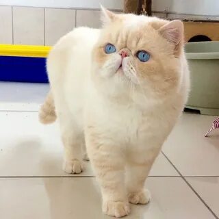 Шоу класс