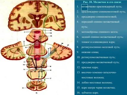 Нижняя мозжечковая ножка