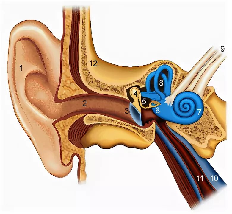 Тест по теме орган слуха. Слуховой анализатор без подписей. Строение уха. Орган слуха для детей. Ухо анатомия без подписей.