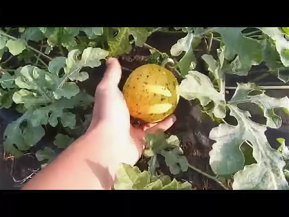 Рассада лагенарии. Прививка арбуза на лагенарию язычком. Прививка арбузов на лагенарию. Прививка арбуза на лагенарию. Прививка арбуза видео.