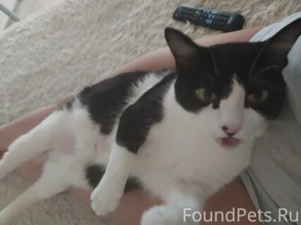 Кошки юле