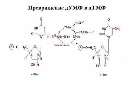Г г биохимия