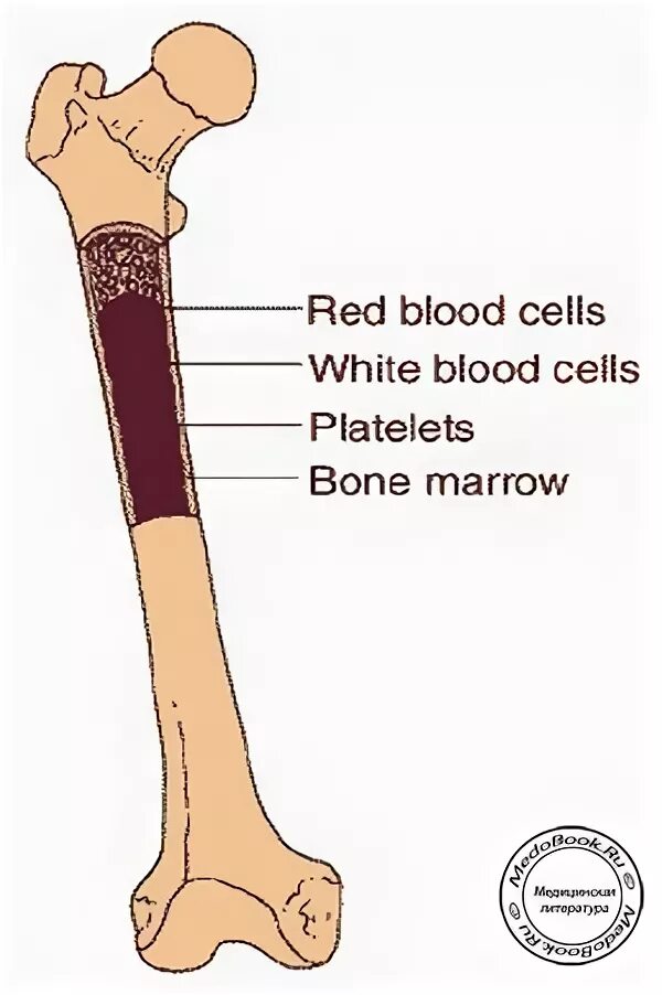 Функция желтого костного мозга в трубчатой кости. Строение костного мозга человека. Красный костный мозг в кости. Красный и желтый костный мозг.