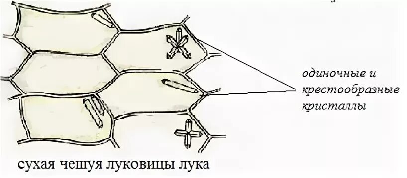 Кристаллы в клетках растений. Кристаллы в клетках растений