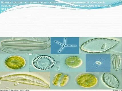 Диатомовые водоросли клеточная стенка