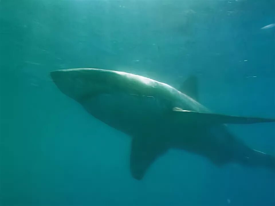 Акулы во владивостоке. Нападение акулы в Приморье. Большая акула в Приморье. Владивосток большая белая акула.