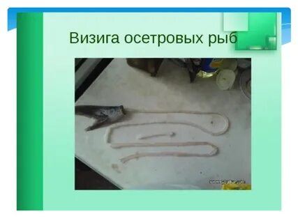 Визига