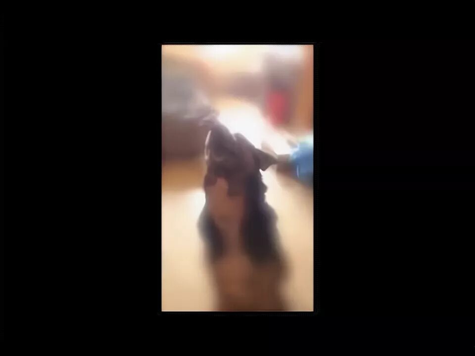 Песня где лают собаки