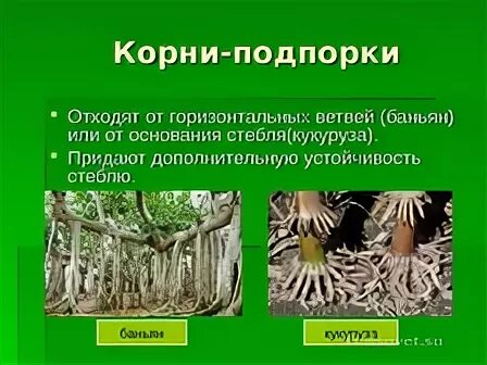 Органы растений: корень - презентация онлайн