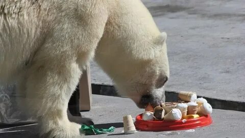 Есть мясо белого медведя