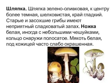 Грибы конспект 7 класс