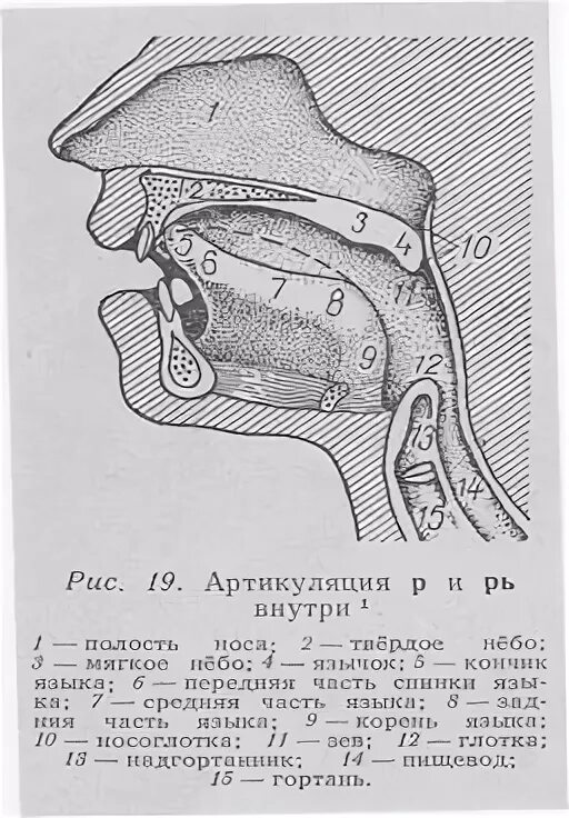 Артикуляция аппараты. Строение голосового аппарата. Профиль органов артикуляции. Активные и пассивные органы артикуляции. Артикуляция аппарат.