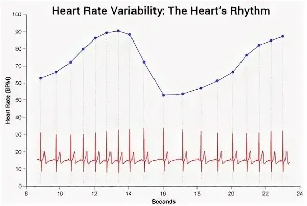 Rate variability. Heart rate variability.