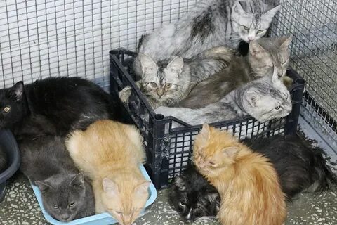 Котята в минске