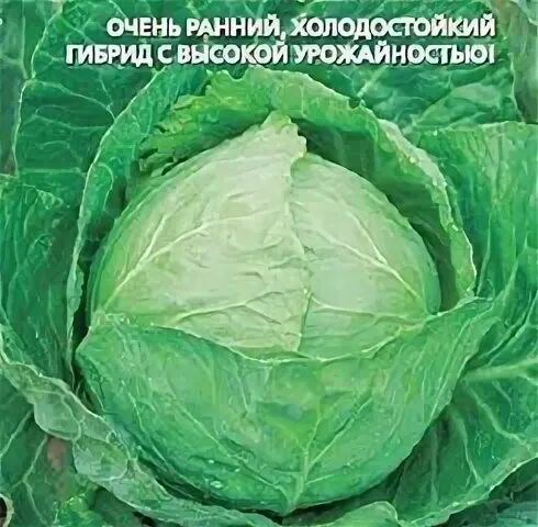 Капуста сорт тиара. Капуста белокочанная диадема.