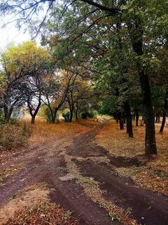 Дива развилка