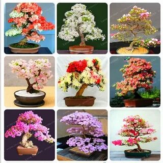 Семена сакуры
