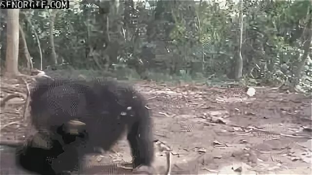 Гифка с обезьяной