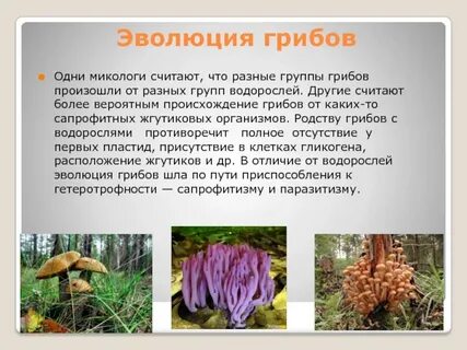 Где образуются грибы