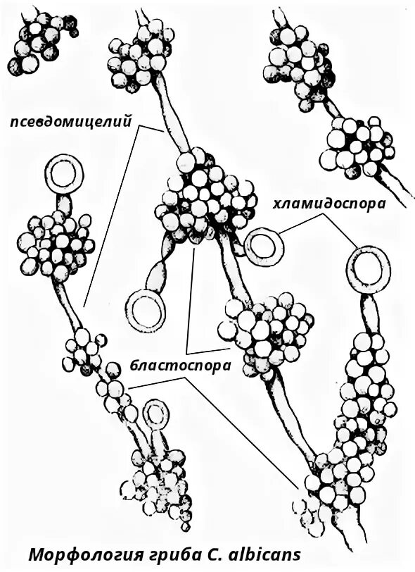 Candida albicans псевдомицелий. Хламидоконидии. Мицелий и псевдомицелий в мазке. Условно патогенные и патогенные микромицеты. Псевдомицелий дрожжей под микроскопом.