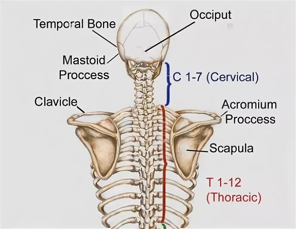 Base of Neck. Upper Neck Bones bigger. Bones the Spitta. Back to the Bone. Bones звонок