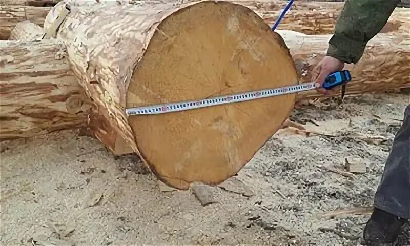 Бревно 50 см
