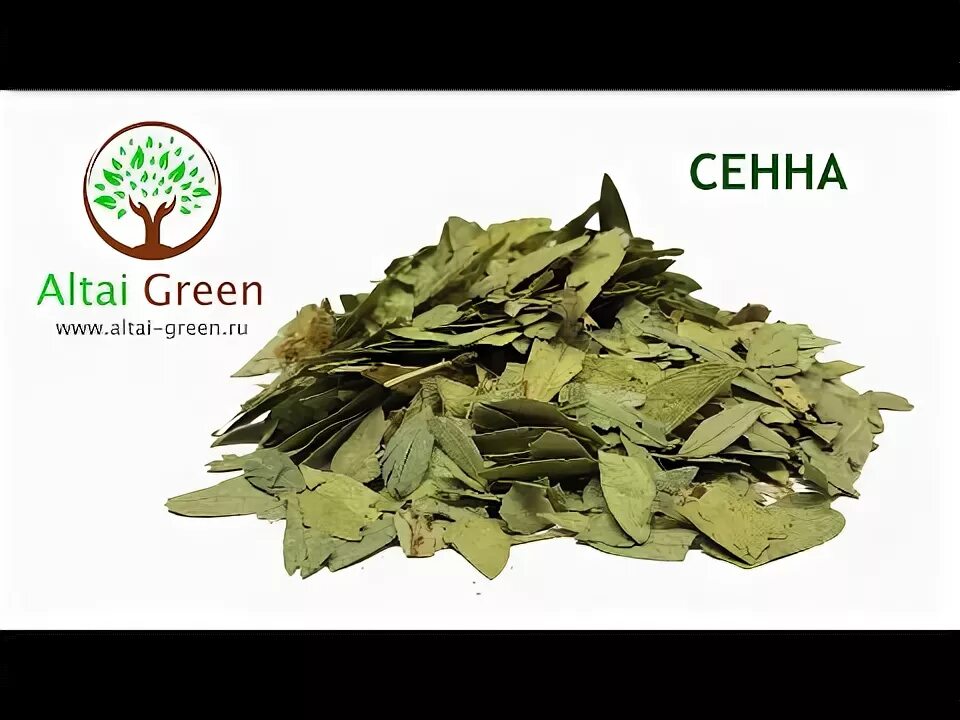 Кассия листья сенны. Индийский травяной сенна. Сенна польза. Сенна мекканская. Сенна листья аптека.