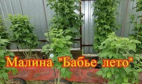 Сад бабье лето