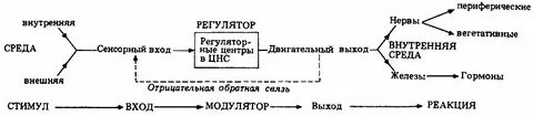 Ощущение внутренней среды