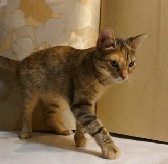 Годовалая кошка