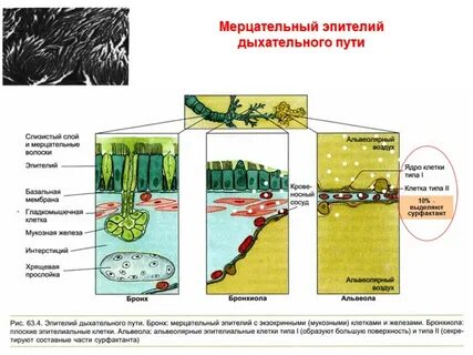 Функции мерцательного эпителия