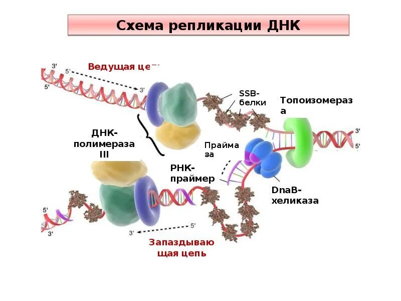 Хеликаза в репликации. Репликация ДНК И белок. РНК полимераза репликация. Репликация ДНК при синтезе белка.