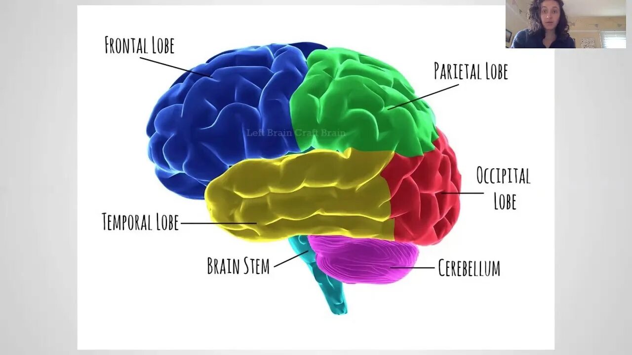 Brain structure. Human Brain structure. Parts of the Brain. Human Brain Parts. Human structure