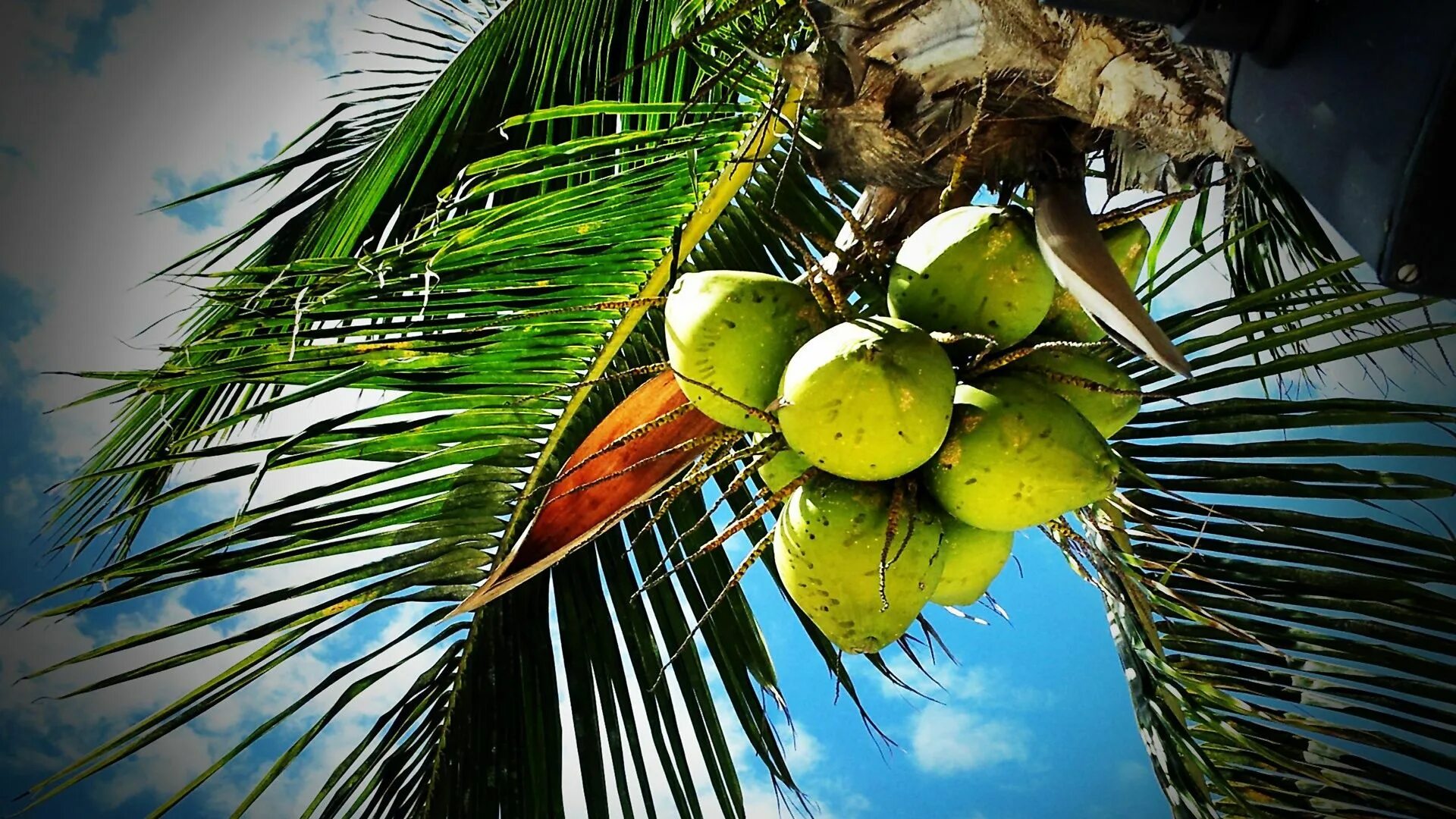 Пальма какой фрукт. Кокосовая пальма (cocos nucifera). самоа кокосовая пальма. пальма манго. тайланд пальмы манго.