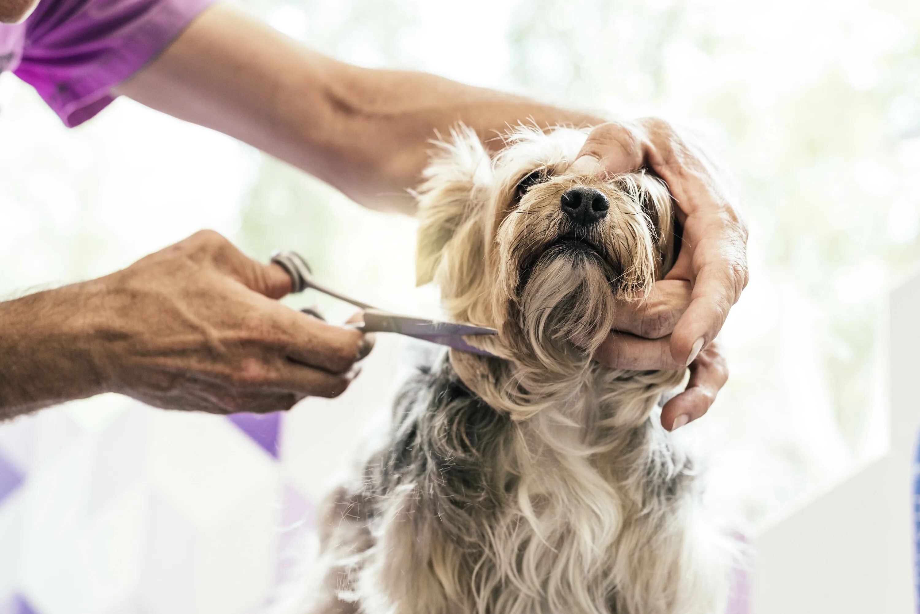 Грумминг собак. Груминг. Dog grooming. Грумер йоркширского терьера. Профессиональный груминг собак.