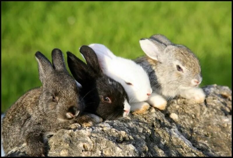 Братцы кролики. Братцы кролики фотосессия. Фотографии братец кролик. Клолик. Братцы кролики отзывы