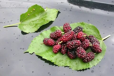 Mulberry